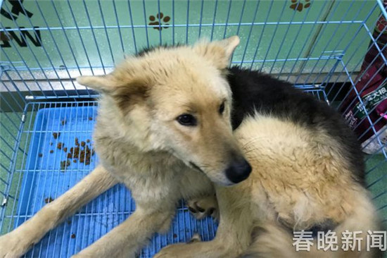 20只寵物犬屠刀下獲救急尋主 丟狗狗的快來認(rèn)領(lǐng) 20只寵物犬屠刀下獲救急尋主 丟狗狗的快來認(rèn)領(lǐng)