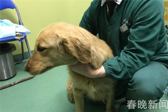 20只寵物犬屠刀下獲救急尋主 丟狗狗的快來認(rèn)領(lǐng) 20只寵物犬屠刀下獲救急尋主 丟狗狗的快來認(rèn)領(lǐng)