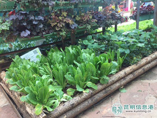 西華公園“一米菜園”受市民熱捧 家庭種菜有望深入推廣