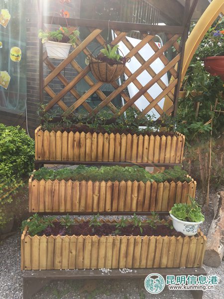 西華公園“一米菜園”受市民熱捧 家庭種菜有望深入推廣