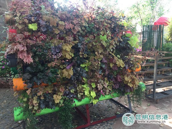 西華公園“一米菜園”受市民熱捧 家庭種菜有望深入推廣