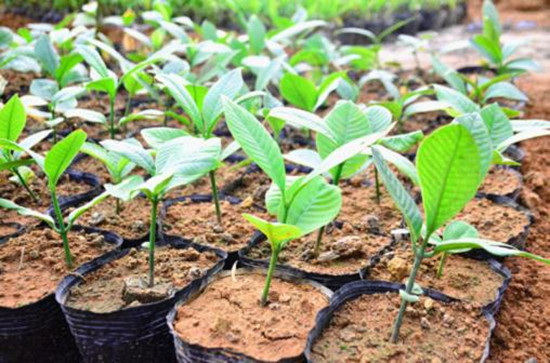 “減肥果”在瑞麗養(yǎng)成！珍稀植物大果藤黃首次實(shí)現(xiàn)人工繁育