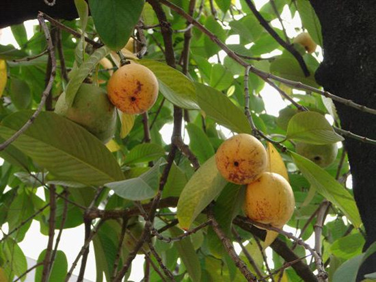 “減肥果”在瑞麗養(yǎng)成！珍稀植物大果藤黃首次實(shí)現(xiàn)人工繁育