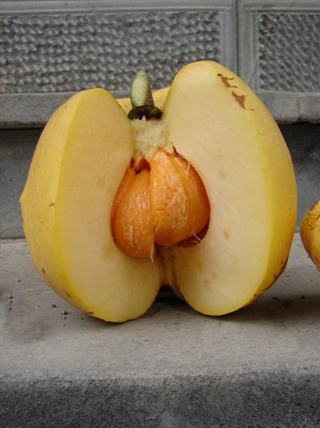 “減肥果”在瑞麗養(yǎng)成！珍稀植物大果藤黃首次實(shí)現(xiàn)人工繁育