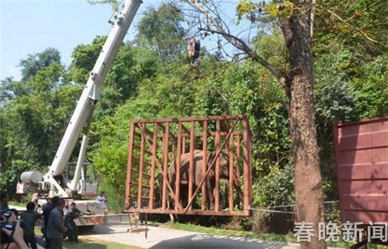 野象夜闖普洱城后又到城郊逛農(nóng)家樂！這次被麻翻送往救助中心