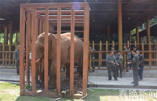 野象夜闖普洱城后又到城郊逛農(nóng)家樂！這次被麻翻送往救助中心