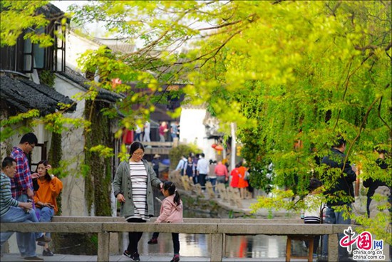 煙花三月晴空下的周莊 迷醉在江南春色里
