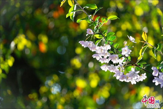 煙花三月晴空下的周莊 迷醉在江南春色里
