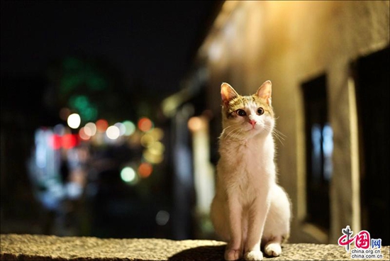 煙花三月晴空下的周莊 迷醉在江南春色里
