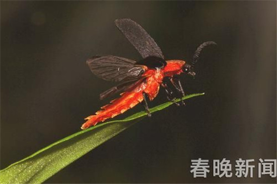 又見(jiàn)血腥浪漫！網(wǎng)傳12日西雙版納要放飛10萬(wàn)螢火蟲(chóng)