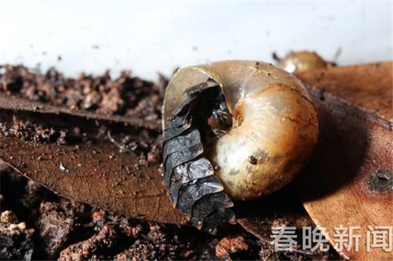 又見(jiàn)血腥浪漫！網(wǎng)傳12日西雙版納要放飛10萬(wàn)螢火蟲(chóng)