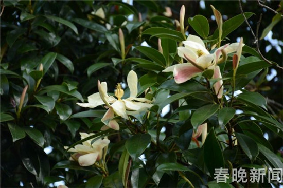 大理發(fā)現(xiàn)國家三級保護(hù)植物紅色木蓮野生種群