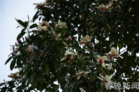 大理發(fā)現(xiàn)國家三級保護(hù)植物紅色木蓮野生種群