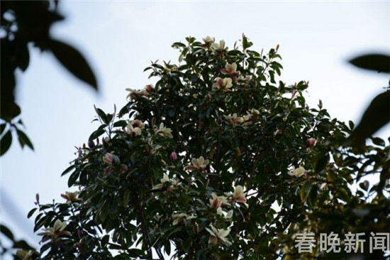 大理發(fā)現(xiàn)國家三級保護(hù)植物紅色木蓮野生種群