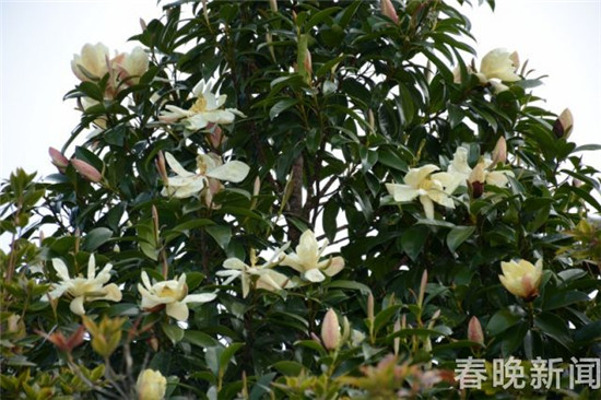 大理發(fā)現(xiàn)國家三級保護(hù)植物紅色木蓮野生種群