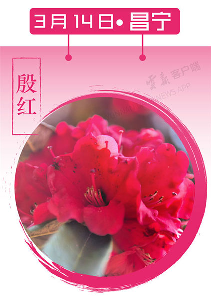 當(dāng)云南春色遇到中國(guó)傳統(tǒng)顏色 到底哪一“色”最撩你心？