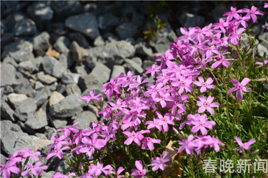 昆明植物園多種異國(guó)他鄉(xiāng)的“蔥”正肆意盛開(kāi) 昆明植物園多種異國(guó)他鄉(xiāng)的“蔥”正肆意盛開(kāi)