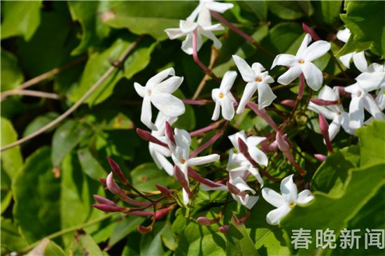 昆明植物園多種異國(guó)他鄉(xiāng)的“蔥”正肆意盛開(kāi) 昆明植物園多種異國(guó)他鄉(xiāng)的“蔥”正肆意盛開(kāi)