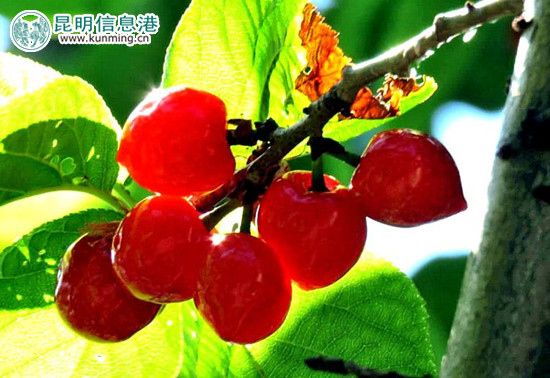 櫻桃成熟了。