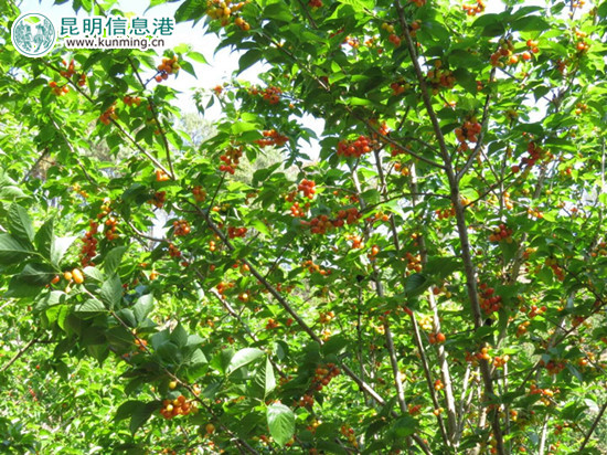 王家小院近萬(wàn)株櫻桃等你去采摘。