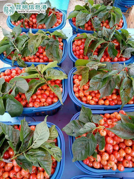 現(xiàn)場(chǎng)采摘的櫻桃。