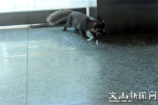 麻栗坡：珍稀動(dòng)物鼬獾誤入營業(yè)廳遇上好心人