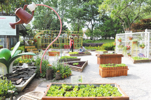 西華園里的“一米菜園”。 記者楊艷輝攝