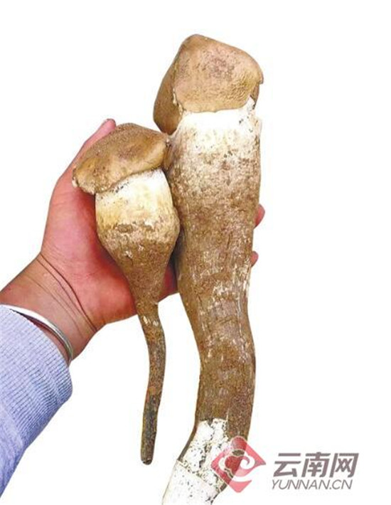 1600元/公斤 頭水雞樅高調(diào)上市 省外客商搶購(gòu)頭茬 1600元/公斤 頭水雞樅高調(diào)上市 省外客商搶購(gòu)頭茬