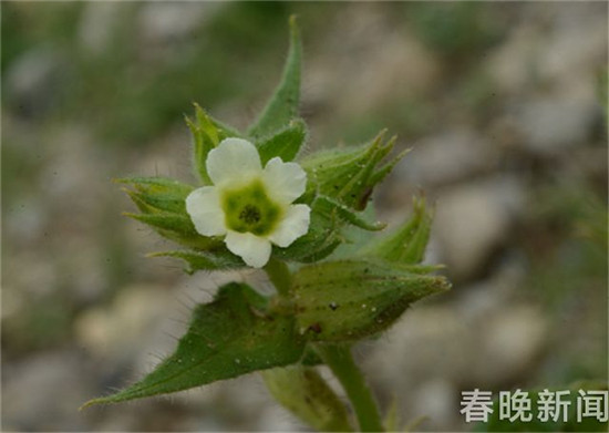 土庫曼狼紫草 土庫曼狼紫草