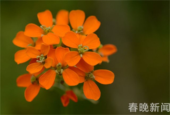 天山糖芥 天山糖芥