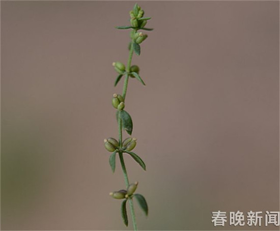 輪葉拉拉藤 輪葉拉拉藤