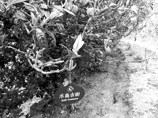 幾十斤冰島茶被偷 預(yù)計(jì)損失幾十萬元