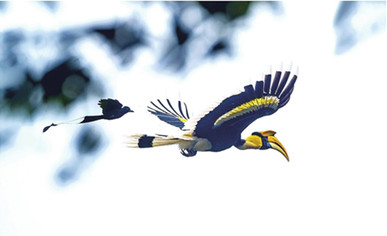 百名攝影師穿行懸崖絕壁 拍攝德宏珍禽異獸 百名攝影師穿行懸崖絕壁 拍攝德宏珍禽異獸