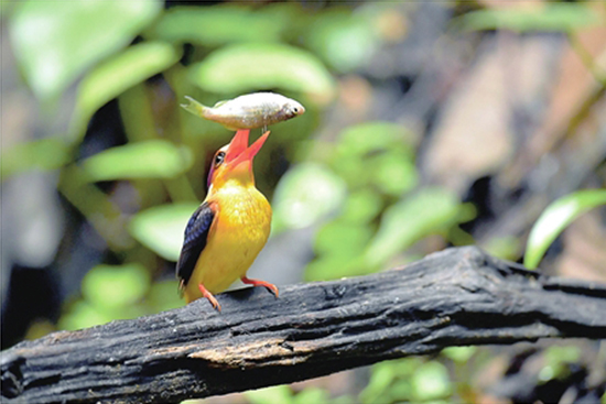 百名攝影師穿行懸崖絕壁 拍攝德宏珍禽異獸 百名攝影師穿行懸崖絕壁 拍攝德宏珍禽異獸