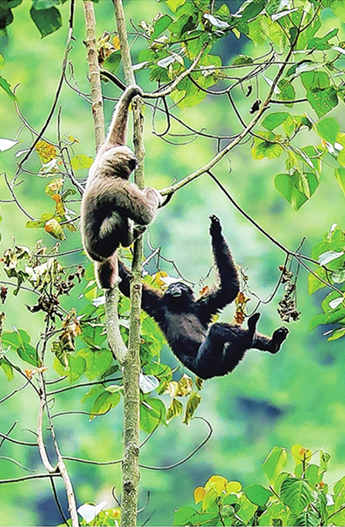 百名攝影師穿行懸崖絕壁 拍攝德宏珍禽異獸 百名攝影師穿行懸崖絕壁 拍攝德宏珍禽異獸