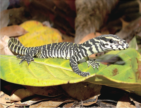 百名攝影師穿行懸崖絕壁 拍攝德宏珍禽異獸 百名攝影師穿行懸崖絕壁 拍攝德宏珍禽異獸