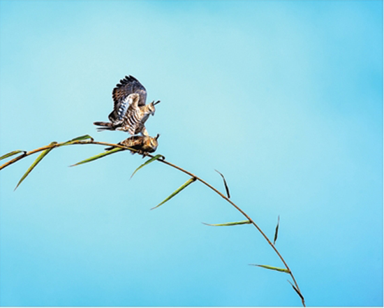 百名攝影師穿行懸崖絕壁 拍攝德宏珍禽異獸 百名攝影師穿行懸崖絕壁 拍攝德宏珍禽異獸