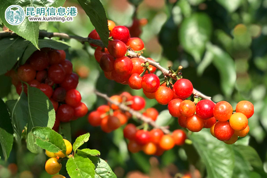 陽宗海七甸街道馬郎社區(qū)的櫻桃紅了。