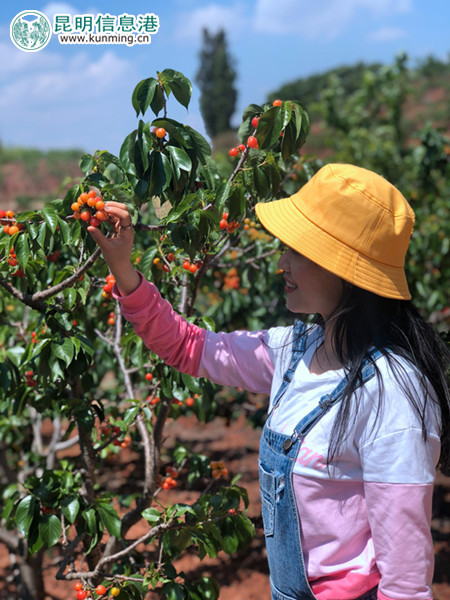 一名游客正在采摘櫻桃