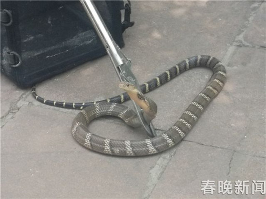 昆明市民在自家轎車內(nèi)發(fā)現(xiàn)條眼鏡王蛇 已被民警成功抓捕