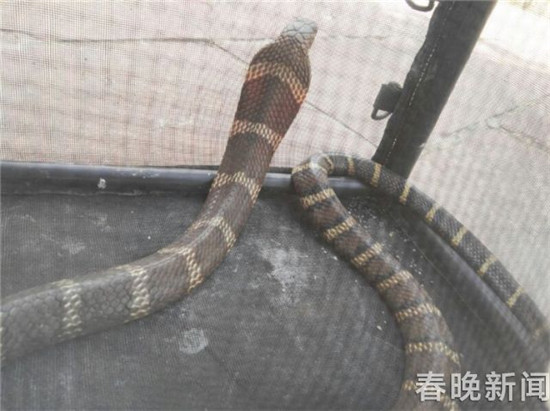 昆明市民在自家轎車內(nèi)發(fā)現(xiàn)條眼鏡王蛇 已被民警成功抓捕