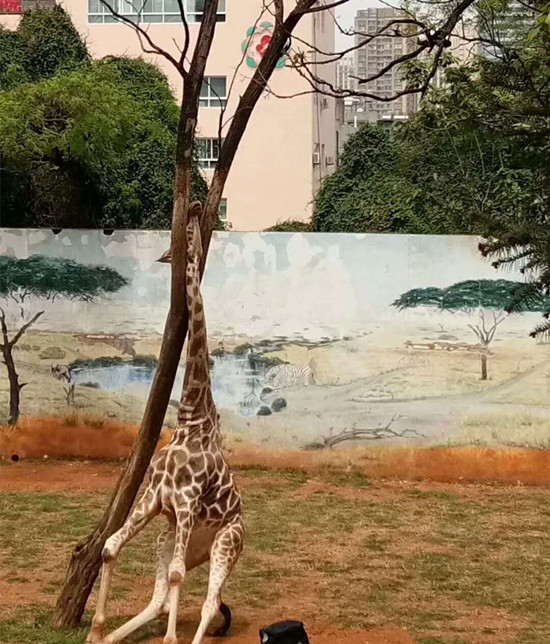昆明動物園長頸鹿突發(fā)意外倒地 園方砍樹營救 昆明動物園長頸鹿突發(fā)意外倒地 園方砍樹營救
