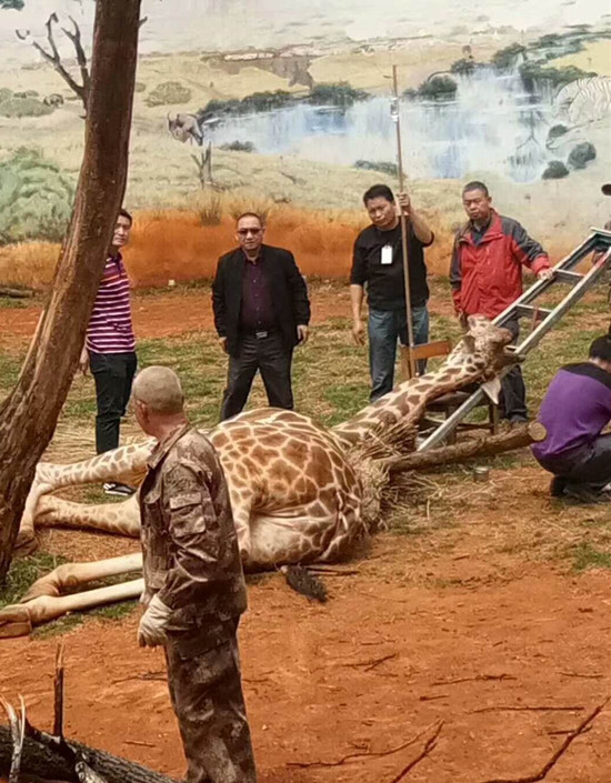 昆明動物園長頸鹿突發(fā)意外倒地 園方砍樹營救 昆明動物園長頸鹿突發(fā)意外倒地 園方砍樹營救