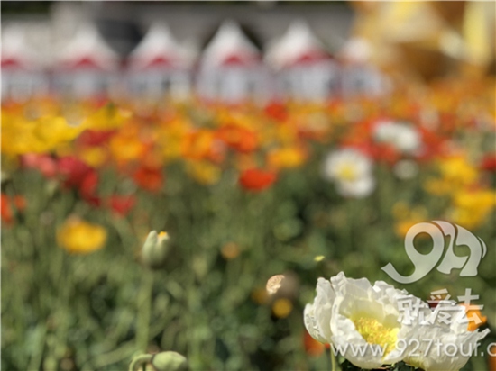 跑步游玩表白全不誤 歡樂跑中國10公里錦標賽·昆明站5月20日開跑