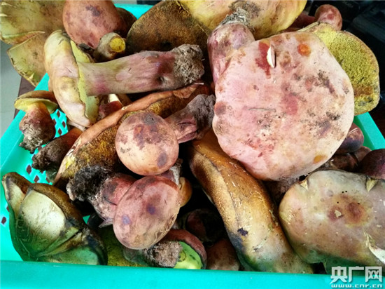 滇菌飄香 昆明頭水野生菌上市