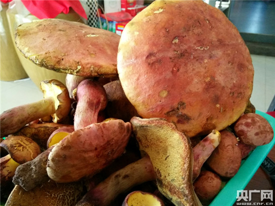 滇菌飄香 昆明頭水野生菌上市
