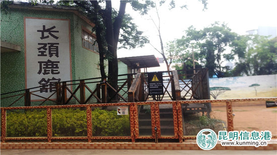 長頸鹿“海榮”之死追蹤：應(yīng)激反應(yīng)導(dǎo)致窒息死亡 有望制成長頸鹿標本