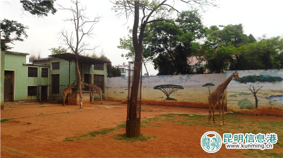 長頸鹿“海榮”之死追蹤：應(yīng)激反應(yīng)導(dǎo)致窒息死亡 有望制成長頸鹿標本