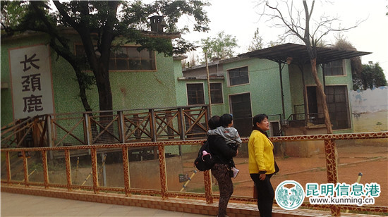 長頸鹿“海榮”之死追蹤：應(yīng)激反應(yīng)導(dǎo)致窒息死亡 有望制成長頸鹿標本