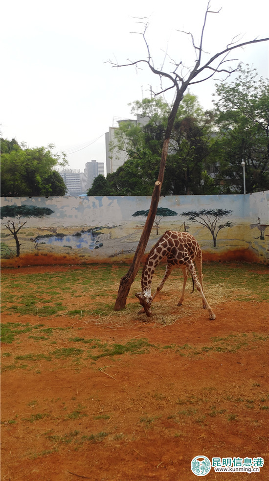 長頸鹿“海榮”之死追蹤：應(yīng)激反應(yīng)導(dǎo)致窒息死亡 有望制成長頸鹿標本